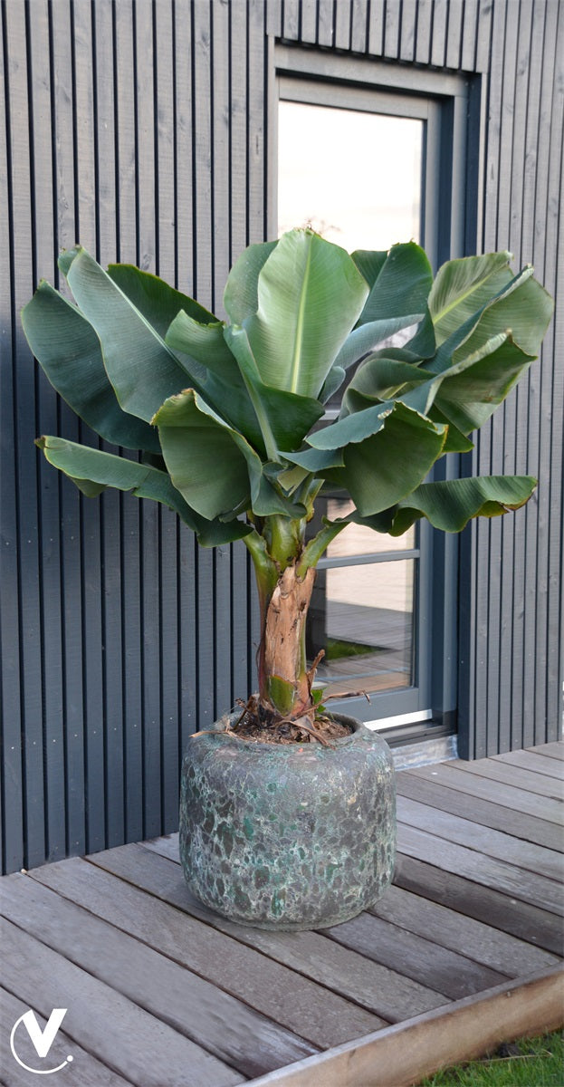 Pot Arenal oceanic coral Ø59 x H50 cm (Oceanic Coral Ø59 x H50 cm)
