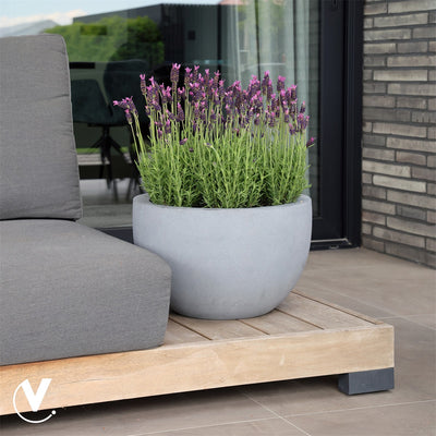Pot Louisiana S grey Ø45 x H28 cm (Grey Ø45 x H28 cm)